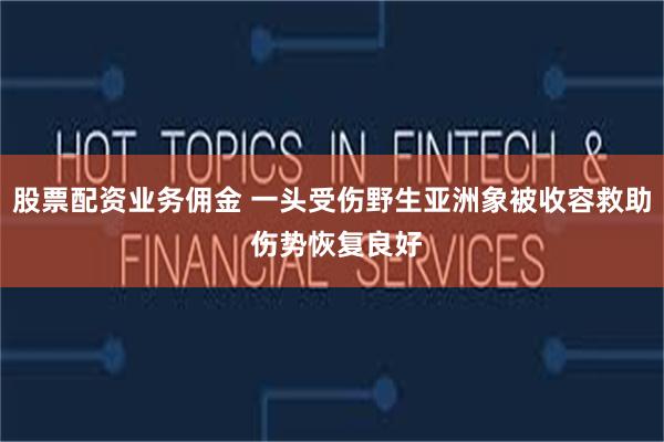 股票配资业务佣金 一头受伤野生亚洲象被收容救助 伤势恢复良好