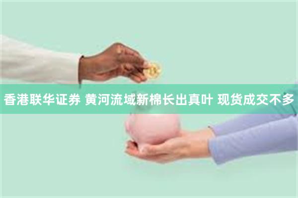 香港联华证券 黄河流域新棉长出真叶 现货成交不多