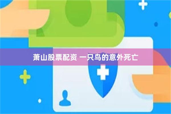 萧山股票配资 一只鸟的意外死亡